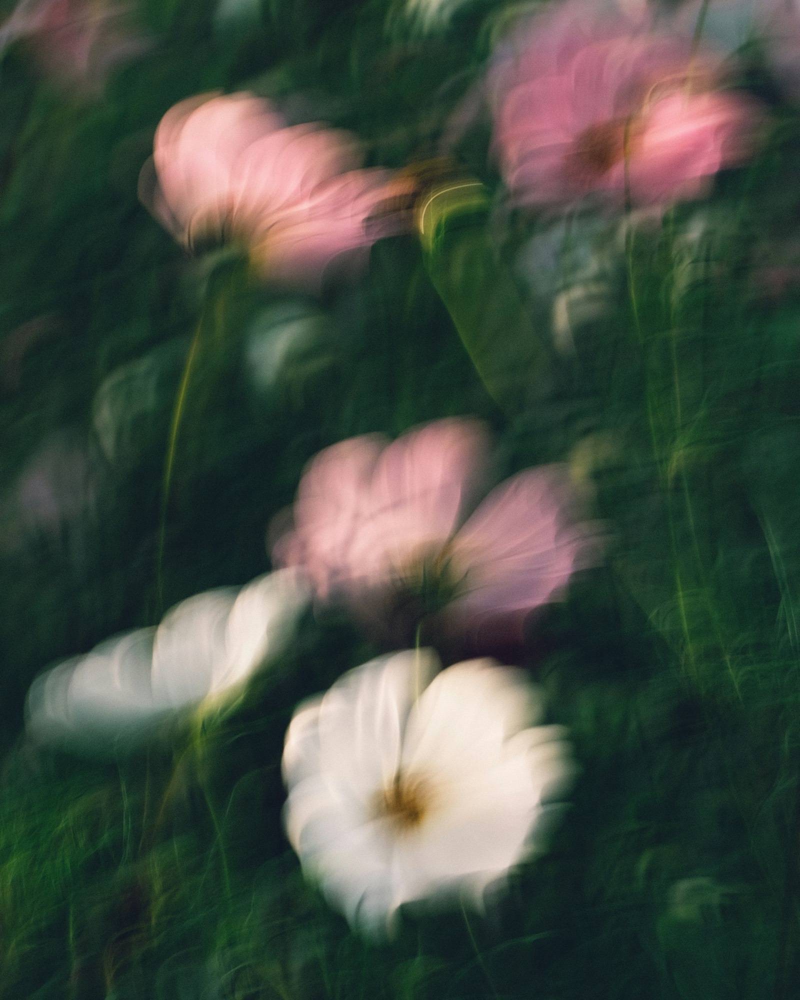 Pink and white cosmos flowers swept into a soft, painterly blur.